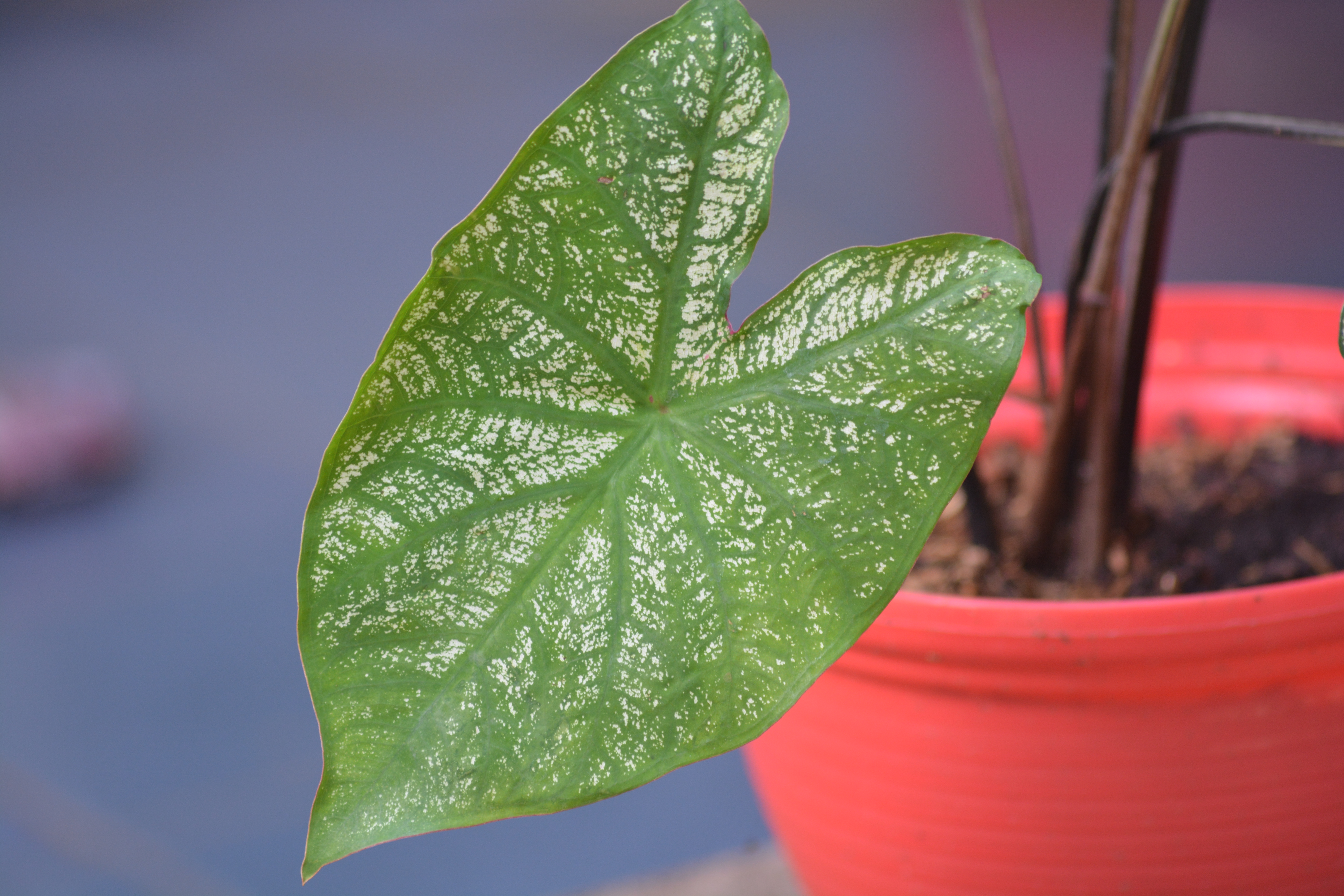 сингониум три короля