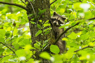 Nikon Tierfotografie wildlife Waschbär