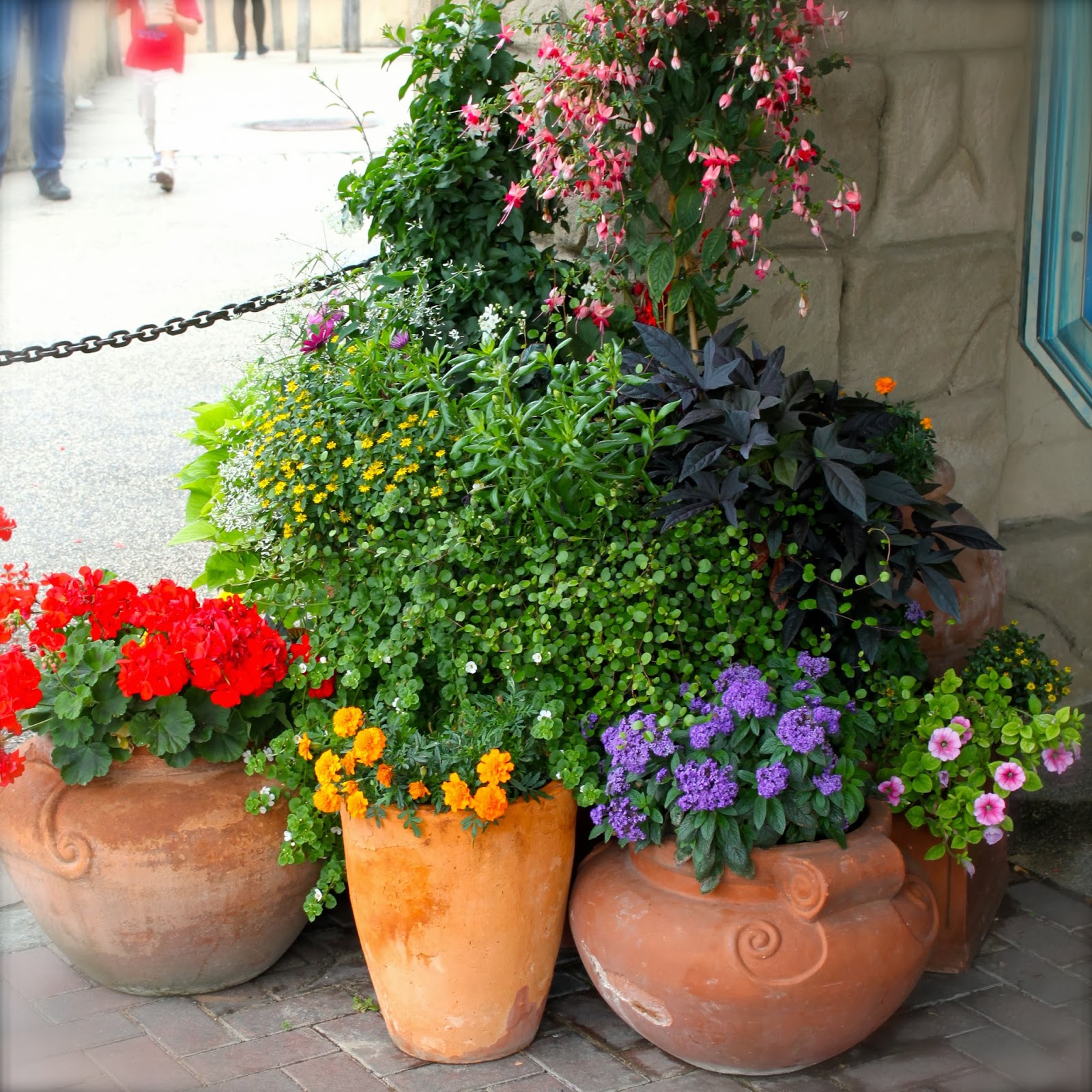 Mein Blog über Garten, Landhaus, Shabby & co Ideen für Kübelpflanzen