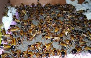 Peluang Usaha Budidaya Jangkrik Dan Analisa Usahanya Agrowindo