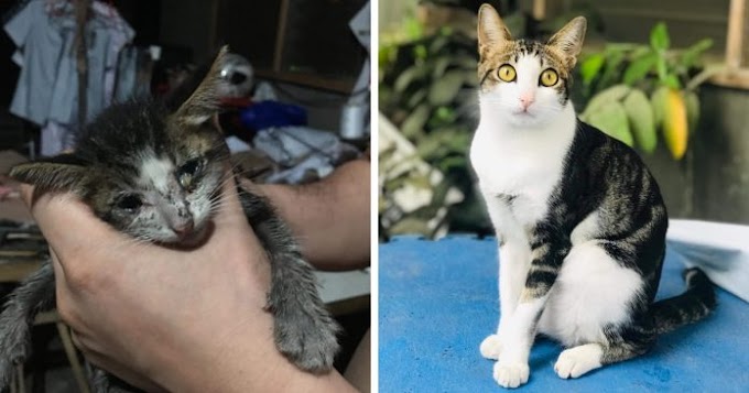 This Stray Kitten Was Found In A Terrible Condition And His Transformation After Months Of Love Is Remarkable