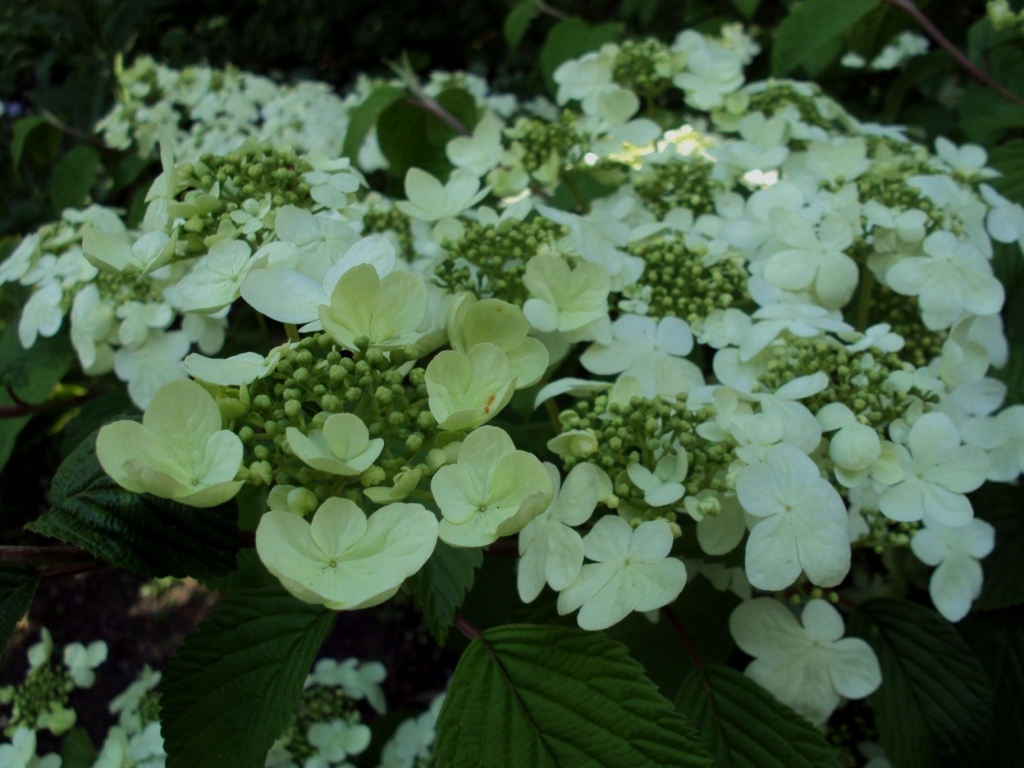Vademecum Interesting Plants Viburnum Plicatum Kalina Japonska