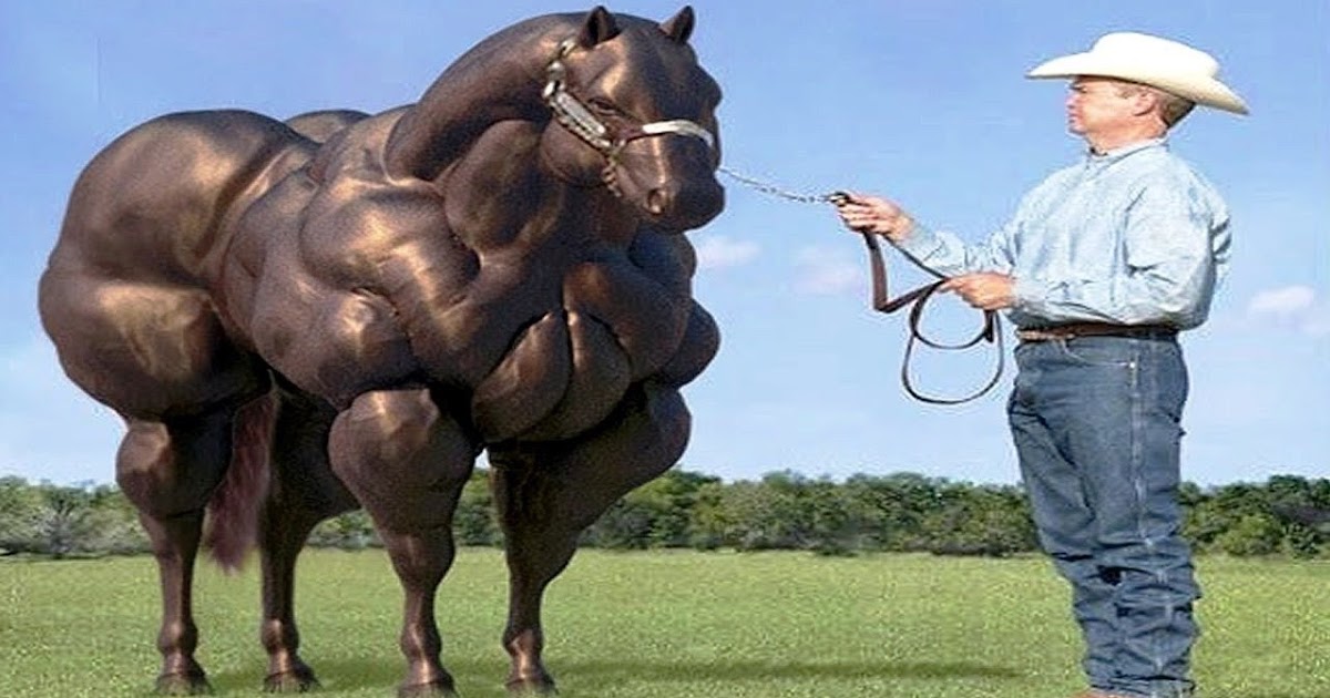 The Tight Tan Slacks of Dezso Ban Four Leg Training Layouts Muscle Builder 1968