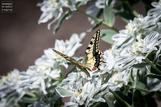 Macaone, Papilio Machaon, farfalla, butterfly, foto Ischia, Natura Ischia, Isola d' Ischia, Crisalide, bruco, livrea colorata, farfalla più grande del mondo, 