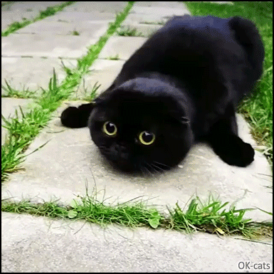 Funny Cat GIF • Weird black cat with big eyes and tiny ears is ready to pounce, soon...very soon Funny Cat GIF • Weird black cat with big eyes and tiny ears is ready to pounce, soon...very soon