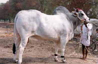 Gambar Sapi Sumba Ongole Gambar Sapi Sumba Ongole