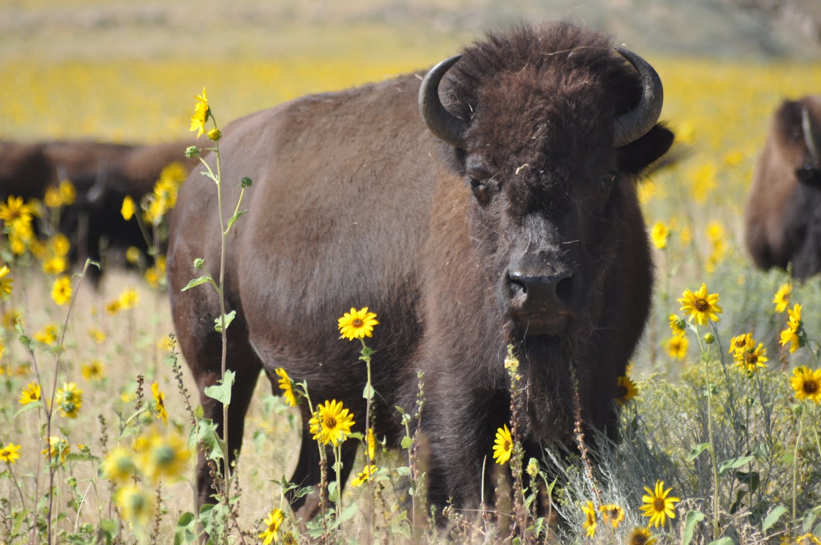 Svenska floridafrun: Möte med vilda bisonoxar