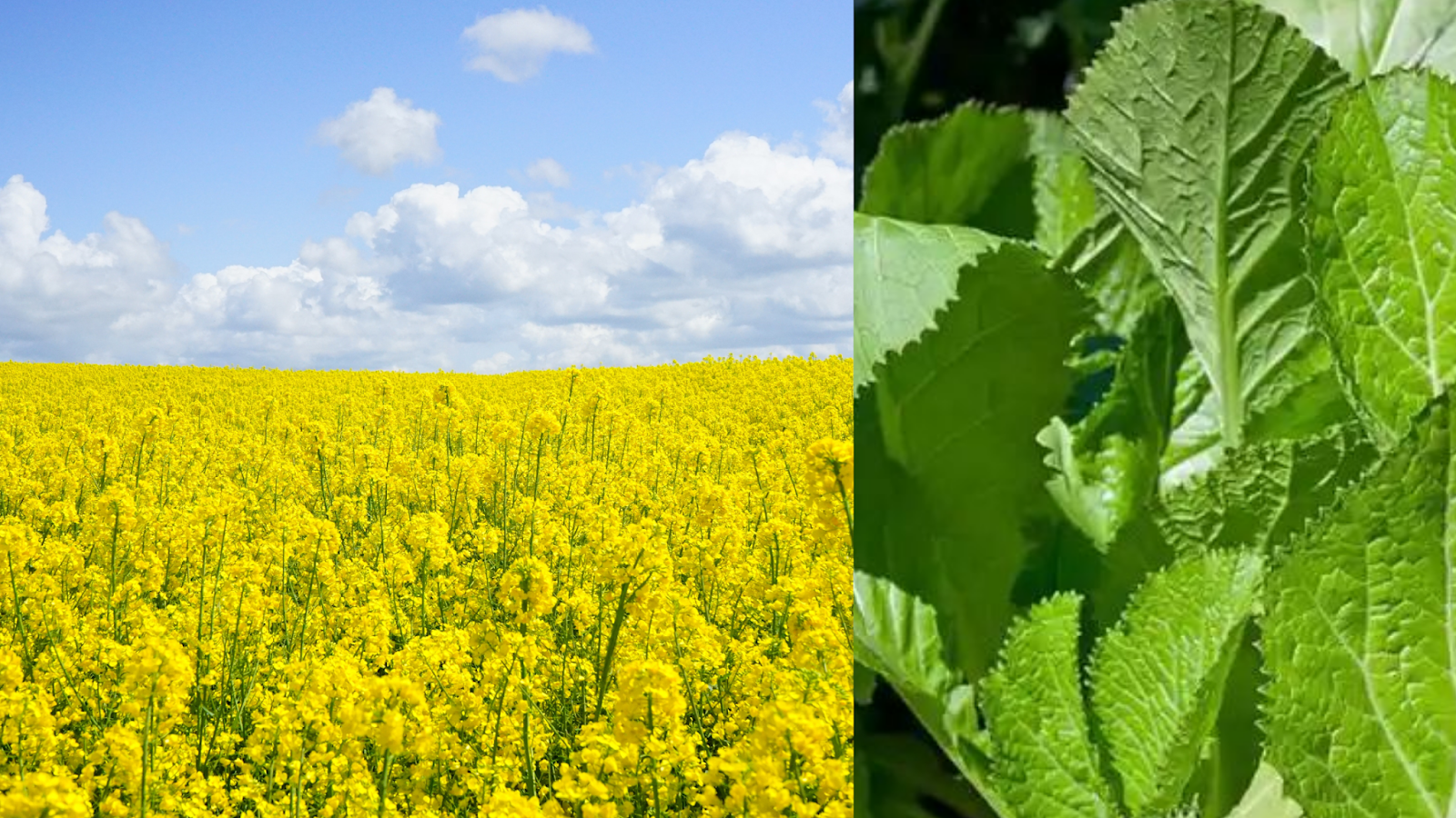 Mustard leaves benefits