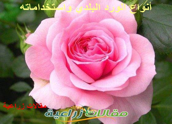 صبــ ــاحكم عناقيد فرح دائم كل الحكاية في الرسالة تهاني يزفها موكب من الورد و الطيب تحمل تهاني العيد بأصدق معاني و Eid Stickers Eid Greetings Eid Crafts