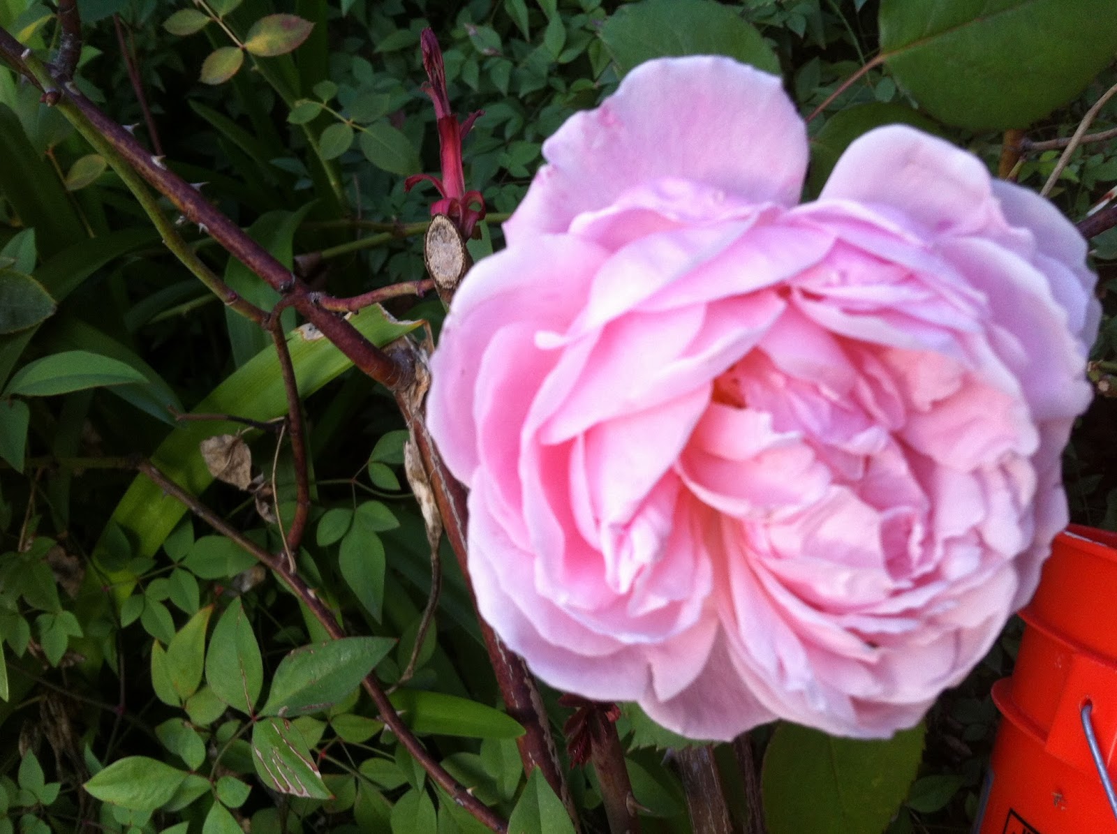 French Ethereal: June Roses...