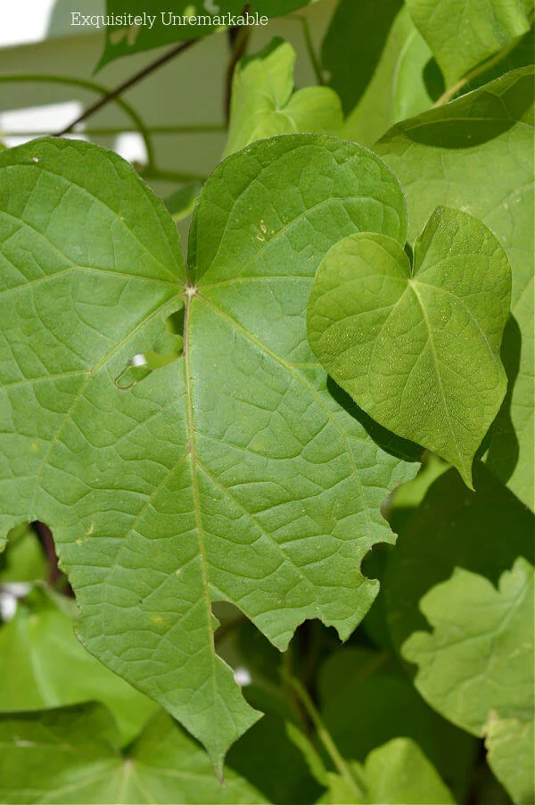 Eaten Morning Glory Leaf