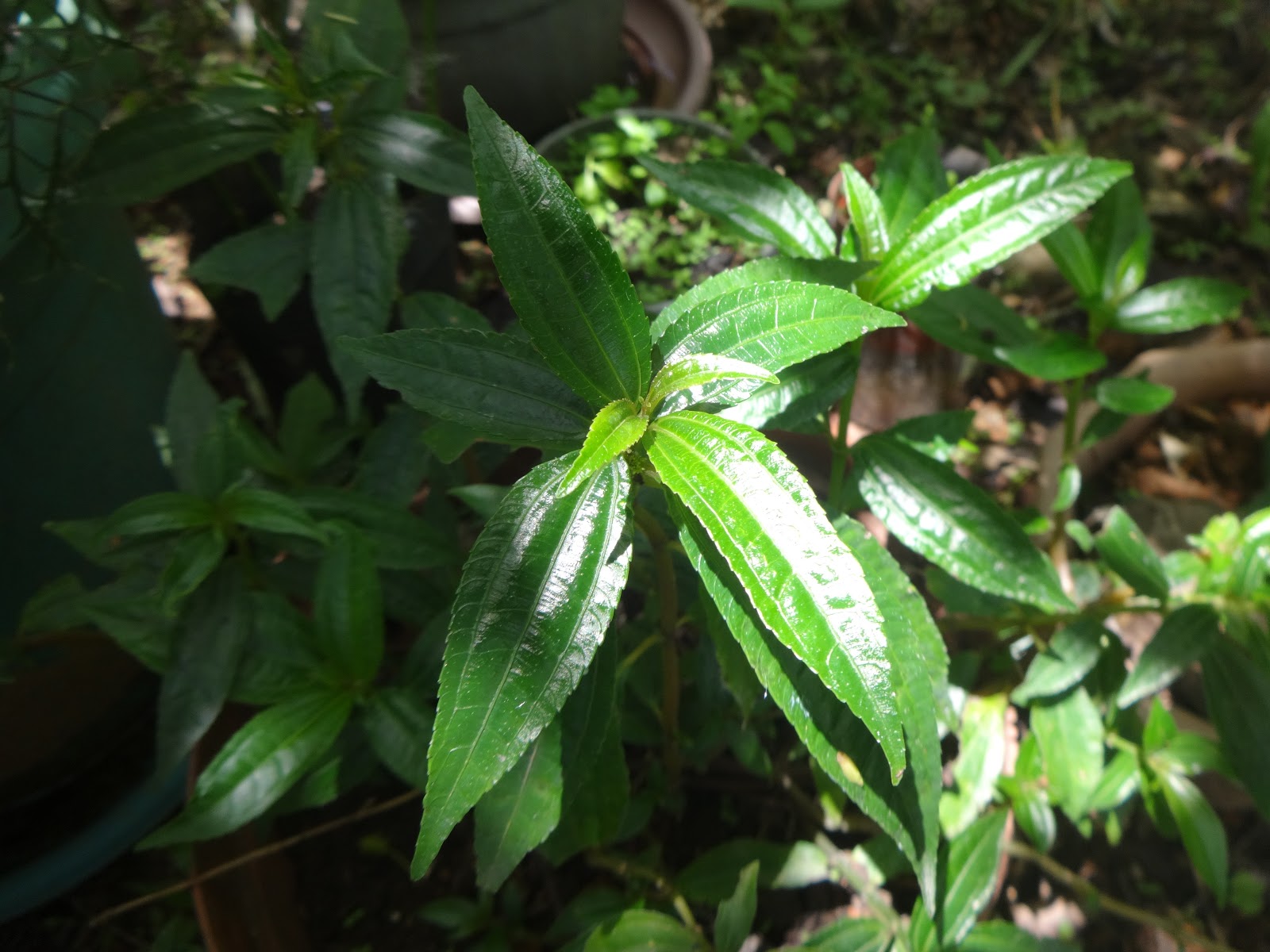 Herbs from Distant Lands: Pilea trinervia - Pohpohan