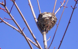 Nest on a limb