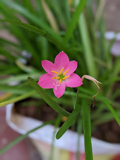 Pink rain Lily or Zephyranthes minuta