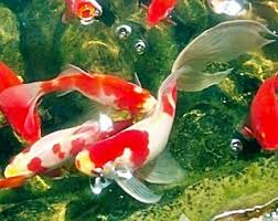 budidaya ikan komet budidaya ikan komet