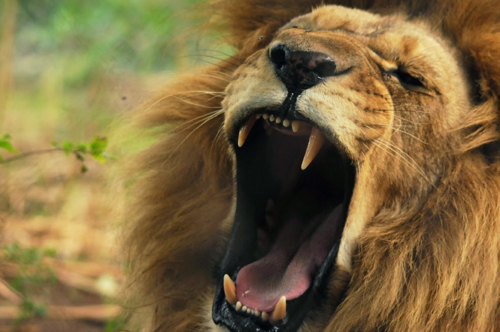 Geração Eleita: O leão ruge!?!?!?!