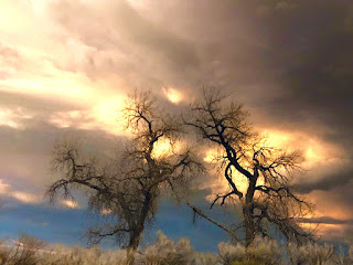 Bare trees against stormy sky