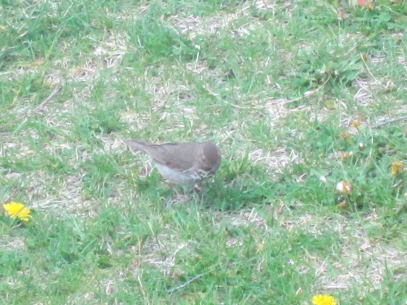 Sawyers Landing: Wood Thrush (or some type of Thrush and a Brown Thrasher