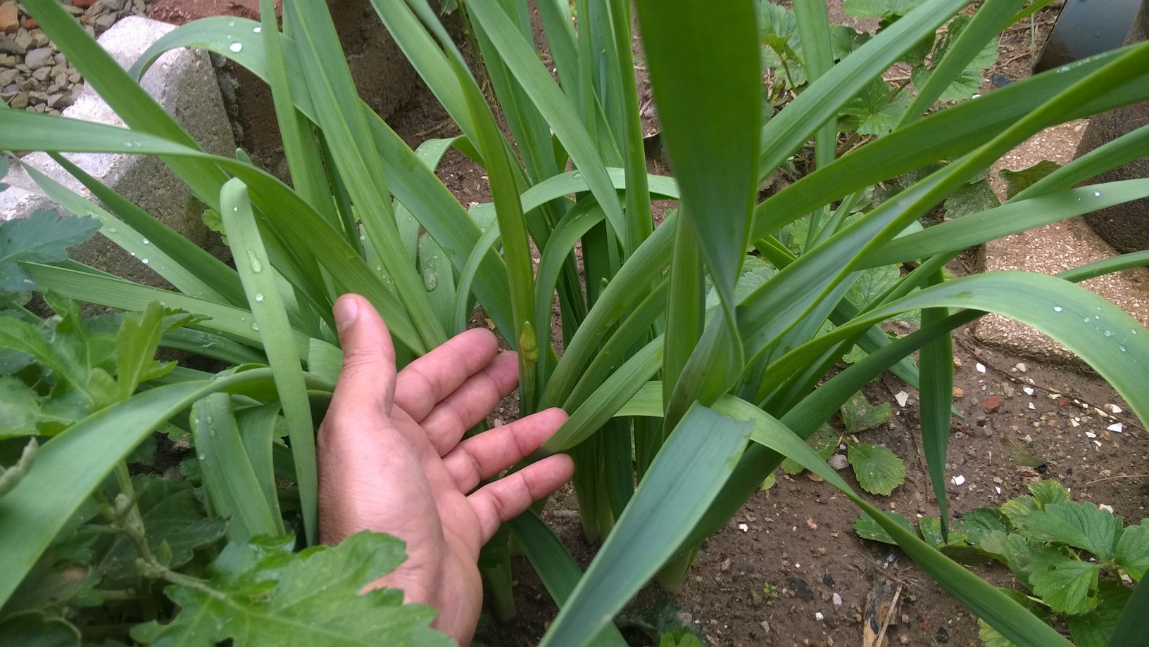 How to Plant & Care for Narcissus Bulbs