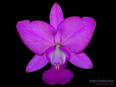 Orquídea Cattleya walkeriana
