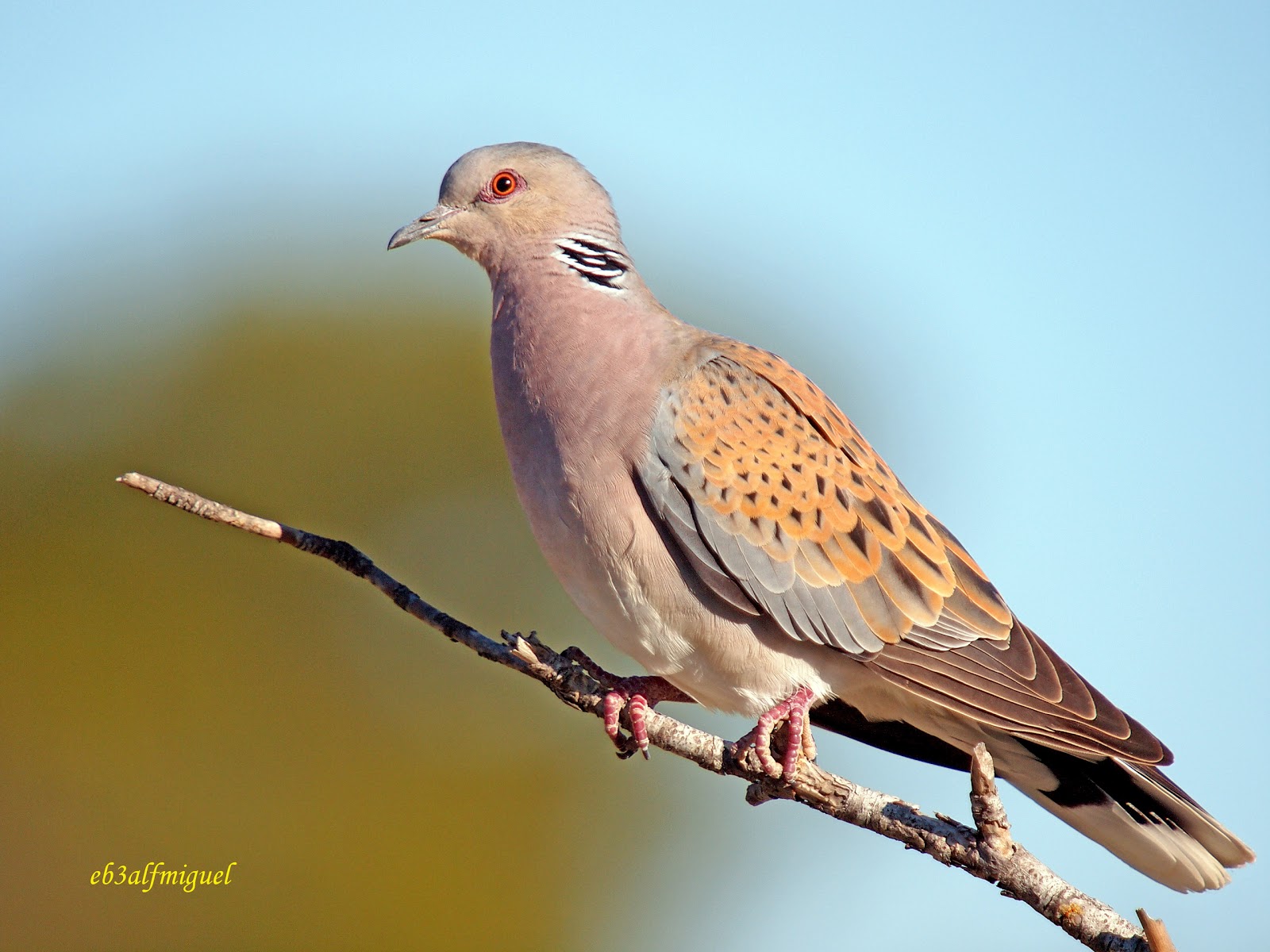 Miguel fotografia Tórtola europea (Streptopelia turtur)