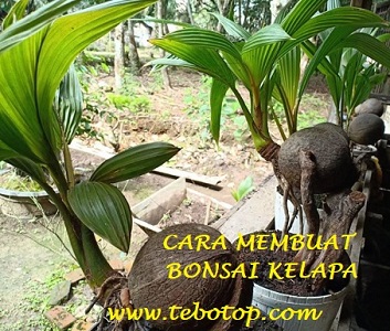 Cara Berkreasi Membuat Bonsai Kelapa Di Rumah Aja Tebo Top