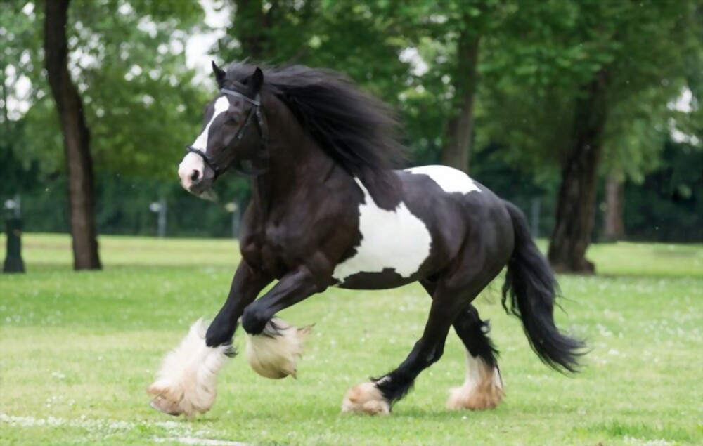 most expensive horse breed