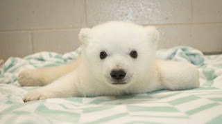 yavru Kutup ayısı