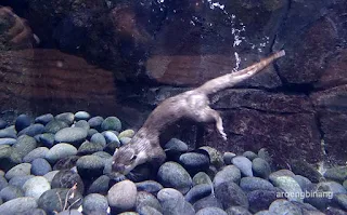 jakarta aquarium neo soho