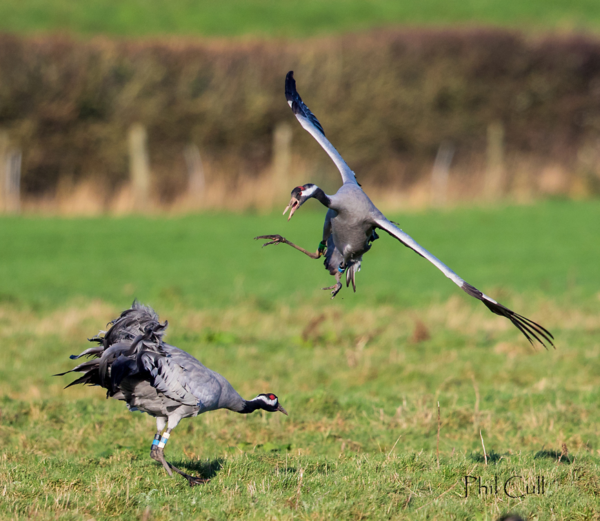 Phil Cull Wildlife Photography December 2015 Cranes aggressive behaviour