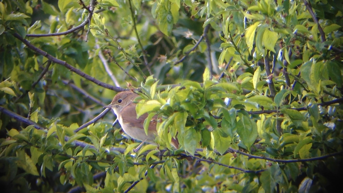 Nightingale @Thorpe