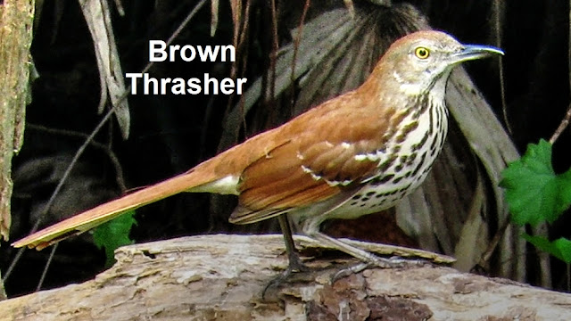 Brown Thrasher Birds