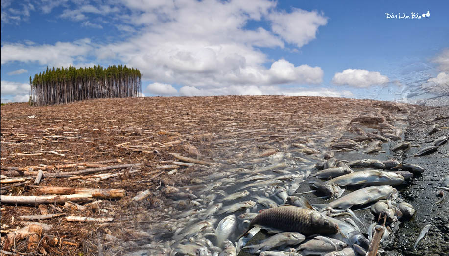 Environment Impacts in Vietnam Dân Làm Báo