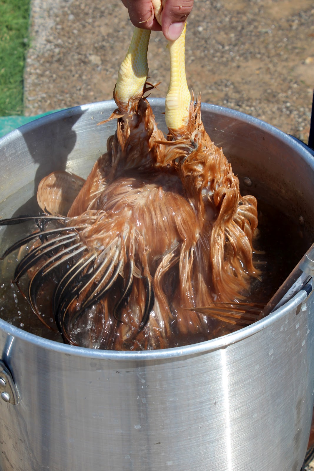 Harvesting (aka Butchering) Chickens