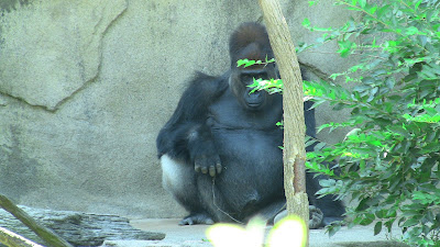 Kwashi Silverback Gorilla Cincinnnati Zoo and Botanical Garden
