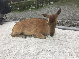 Yilan Attractions|Bambi Land, the feeling of being surrounded by sika deer, you can experience it in Taiwan. No need to fly to Nara, Japan