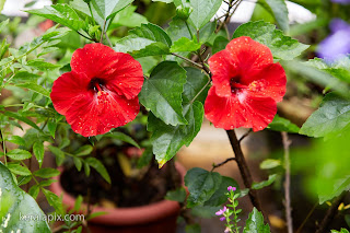 Two Red Hibiscus rosa-sinensis flowers in our home garden