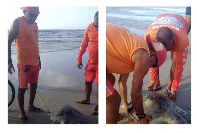 Tartaruga morta é encontrada na praia do Olho D’agua