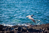 Galapagos Hawk