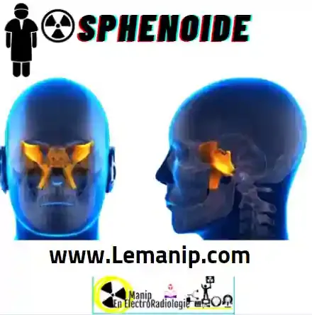 Le Sphenoide