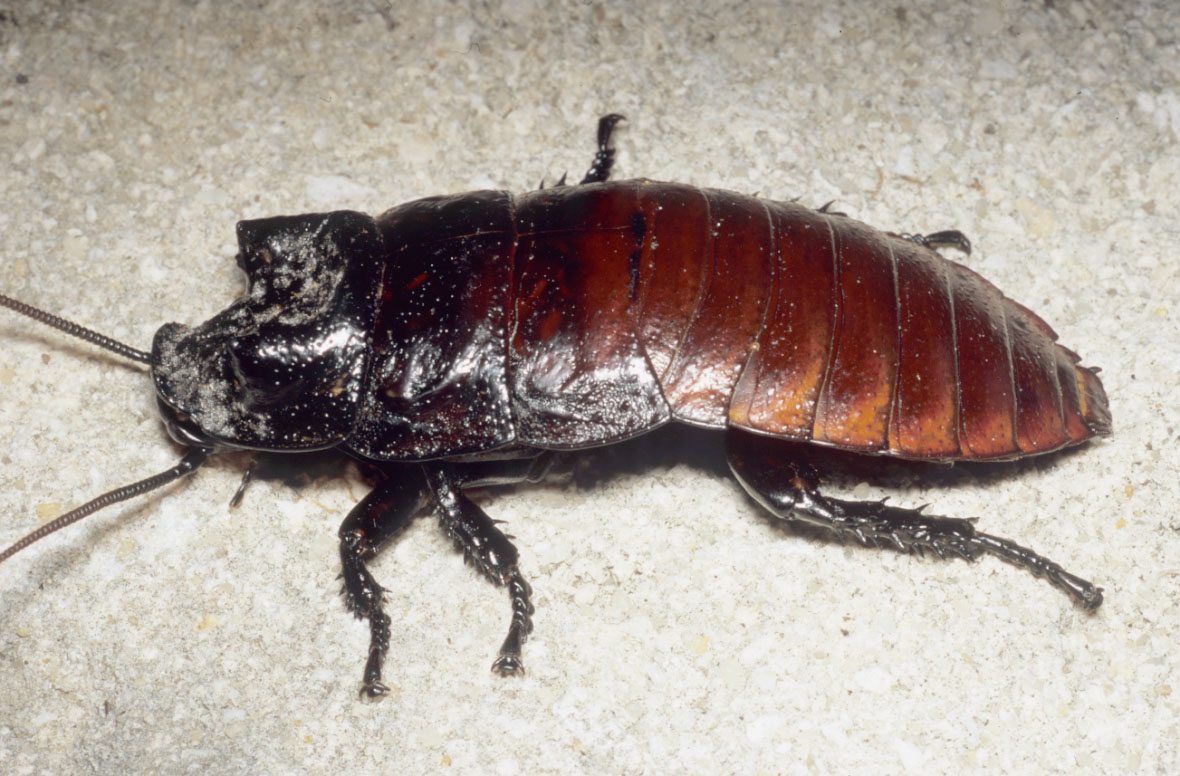 Таракан по английски. Gromphadorhina grandidieri. Таракановые Таракановые. Отряд Blattodea – тараканы. Отряд Таракановые мадагаскарский.