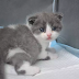 A man paid atleast P1.8 million to clone his beloved dead cat 