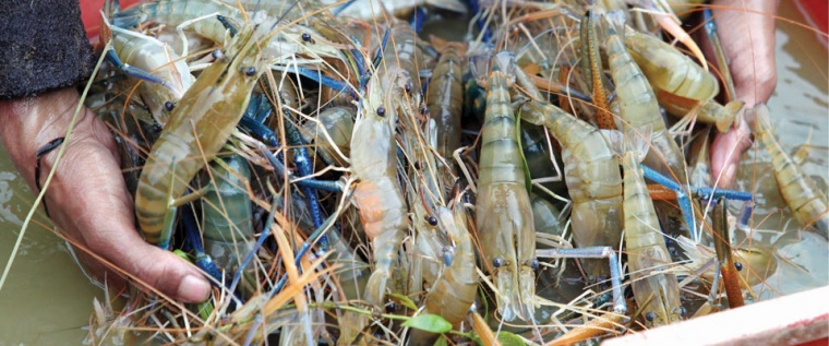 gambar kesimpulan peluang bisnis budidaya udang