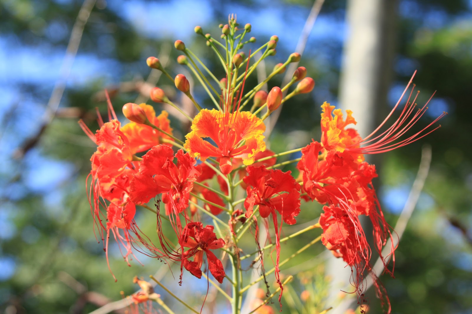 JAMAICA Exxperience JAMAICA Exxperience 63 Jamaica Flowers 6