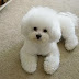 14 Reasons Bichon Frise Are The Cutest Dogs On The Earth