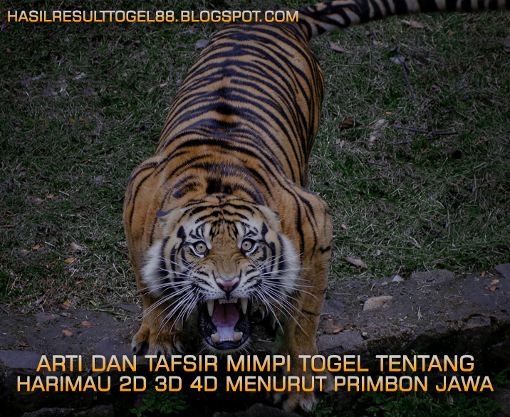 Hasil Result Togel Arti Dan Tafsir Mimpi Togel Tentang Harimau 2d 3d 4d Menurut Primbon Jawa