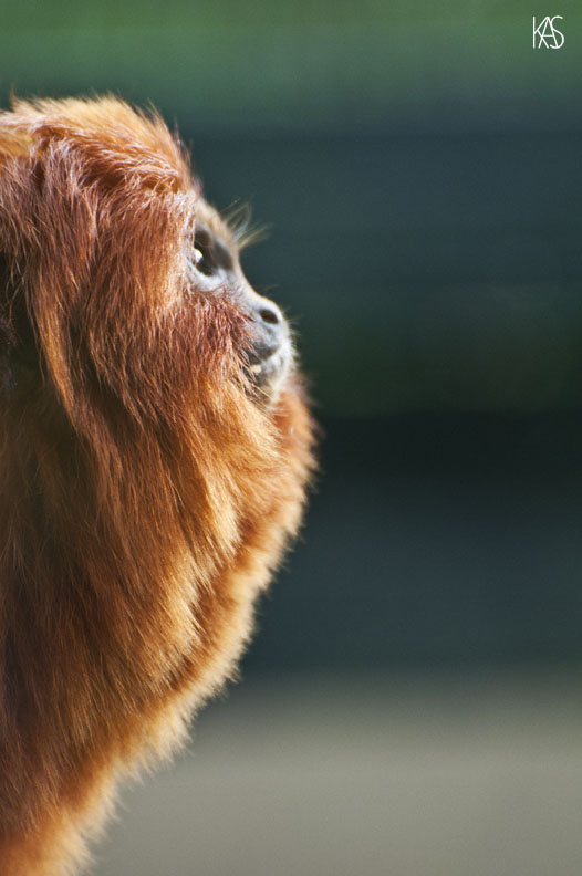 Slezak Photography Orange Monkey