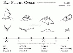 cycle bat bats flight