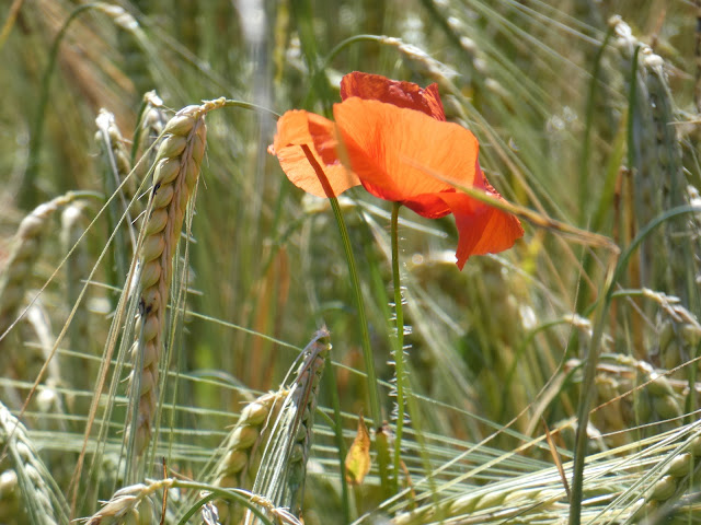 Quand le coquelicot fait la cour à l'épi de blé (ou est-ce l'inverse ?)