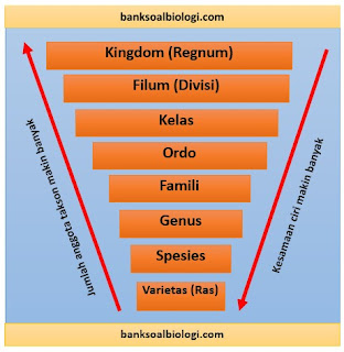 Urutan tingkatan takson yang benar untuk dunia tumbuhan dari tertinggi ke terendah adalah